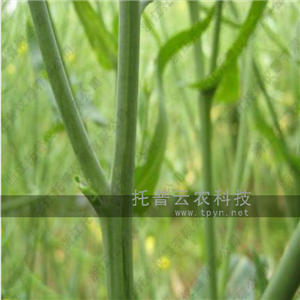 油菜分支角測(cè)量?jī)x